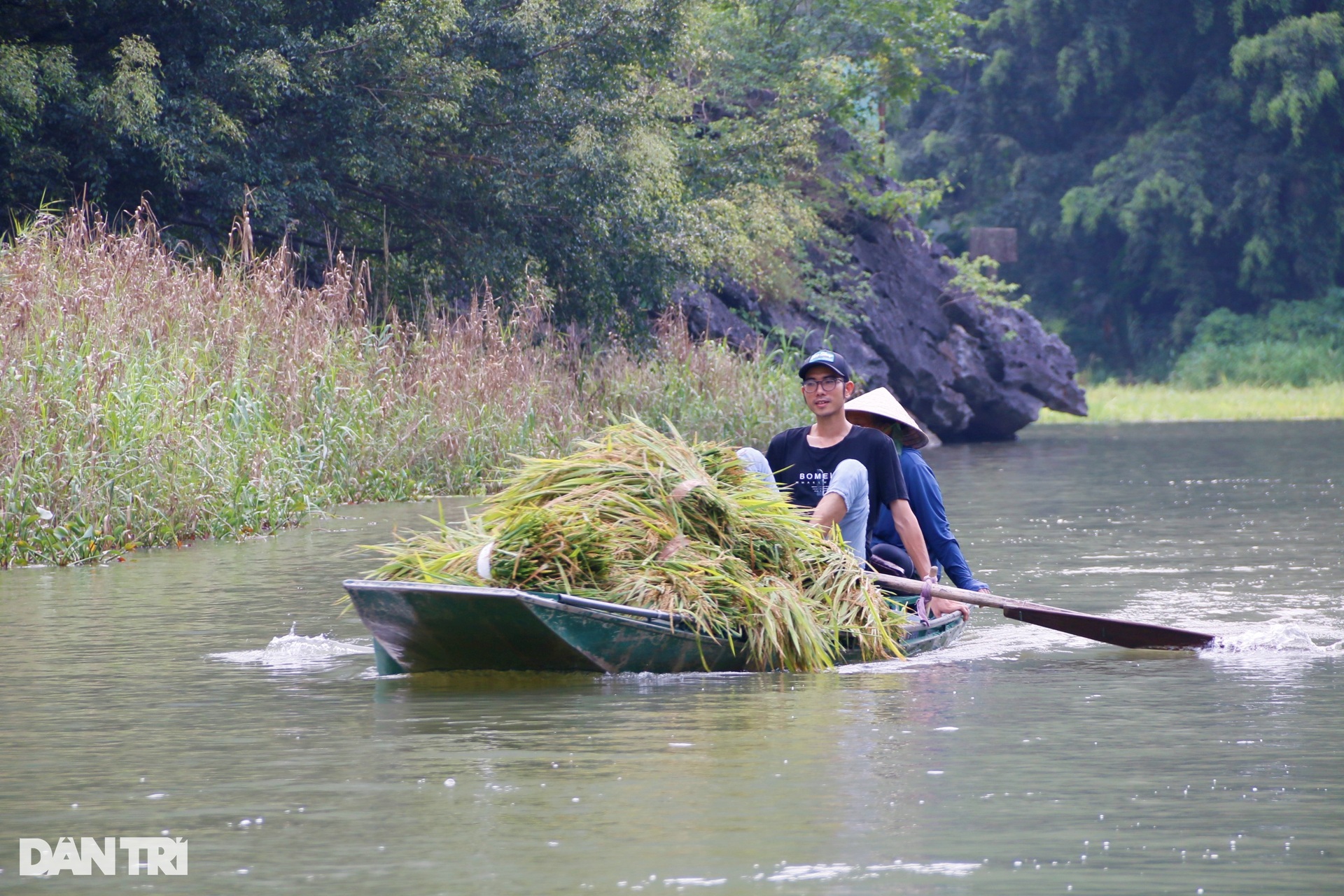 Nông dân ngâm mình gặt lúa ở cánh đồng đẹp nức tiếng Việt Nam - 6