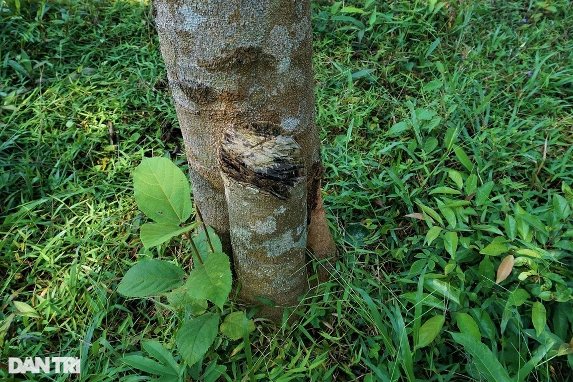 Người về từ cõi chết và khát vọng trồng rừng lấy loài nấm quý - 8 Người về từ cõi chết và khát vọng trồng rừng lấy loài nấm quý - 8