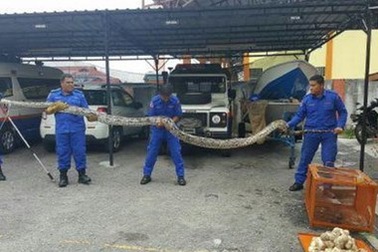 Phát hoảng với con trăn khổng lồ nặng hơn 100kg và 90 quả trứng