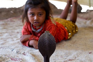 Tục thôi miên rắn lạ lùng ở Ấn Độ