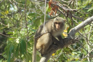 Thăm Đảo Khỉ duy nhất ở miền Trung