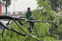 Hà Nội mưa dông làm cây đổ giữa đường, hành động của tài xế gây sốt