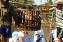 Kiểu thu mua cá, tôm lạ đời của thương lái Trung Quốc