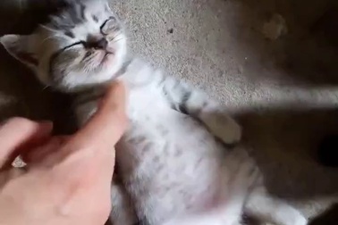 Chú mèo con với tư thế ngủ cực đáng yêu