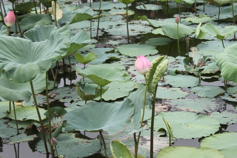 Làng Sen tháng Năm - nơi lòng dân tụ hội nhớ Người