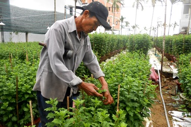 Làng hoa Hội An thấp thỏm chờ Tết