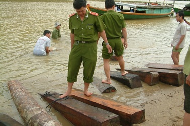 Lợi dụng thủy điện xả nước, lâm tặc tuồn gỗ về xuôi