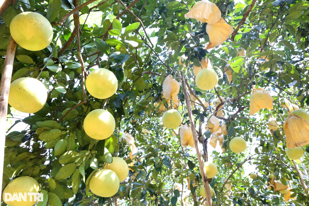 Loại quả đặc sản giữ được... nửa năm, thu hái một vụ xóm núi có vài trăm tỷ - 1 Loại quả đặc sản giữ được... nửa năm, thu hái một vụ xóm núi có vài trăm tỷ - 1