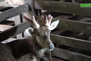 Chú hươu sao "độc nhất vô nhị", mọc 3 sừng, được công nhận chuẩn đực giống