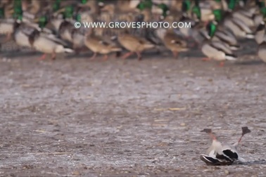 Choáng với tốc độ ra đòn của chim cắt khi tấn công vịt trời