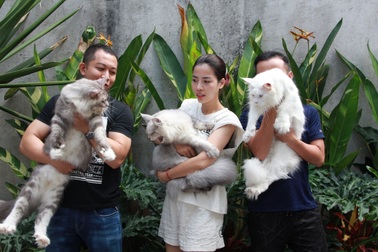 Trào lưu nuôi mèo "quý tộc" đi máy bay từ châu Âu về Việt Nam