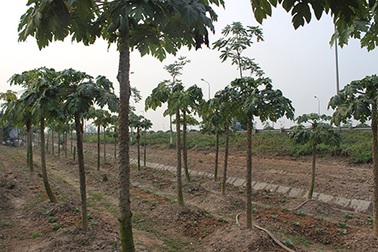 Dựng lều, trồng rau trên dải phân cách đại lộ Thăng Long