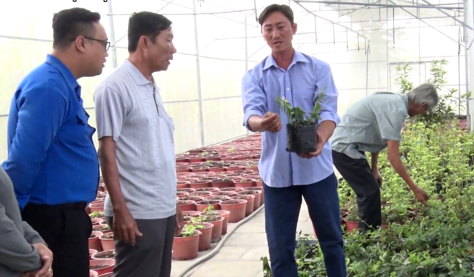 Tiền Giang: Liều trồng sâm tiến vua, ông nông dân bất ngờ thành tỷ phú - 1 Tiền Giang: Liều trồng sâm tiến vua, ông nông dân bất ngờ thành tỷ phú - 1