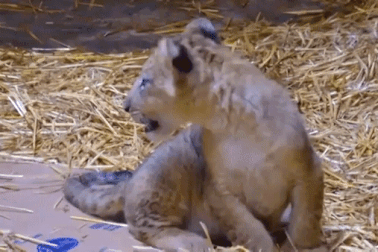 Sư tử con đầu tiên chào đời nhờ thụ tinh nhân tạo ở Singapore