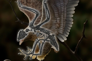 Quái điểu tiền sử lai tạp giữa chim và khủng long