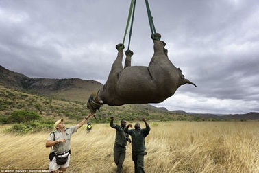 Hành trình giải cứu tê giác đen quý hiếm bằng trực thăng