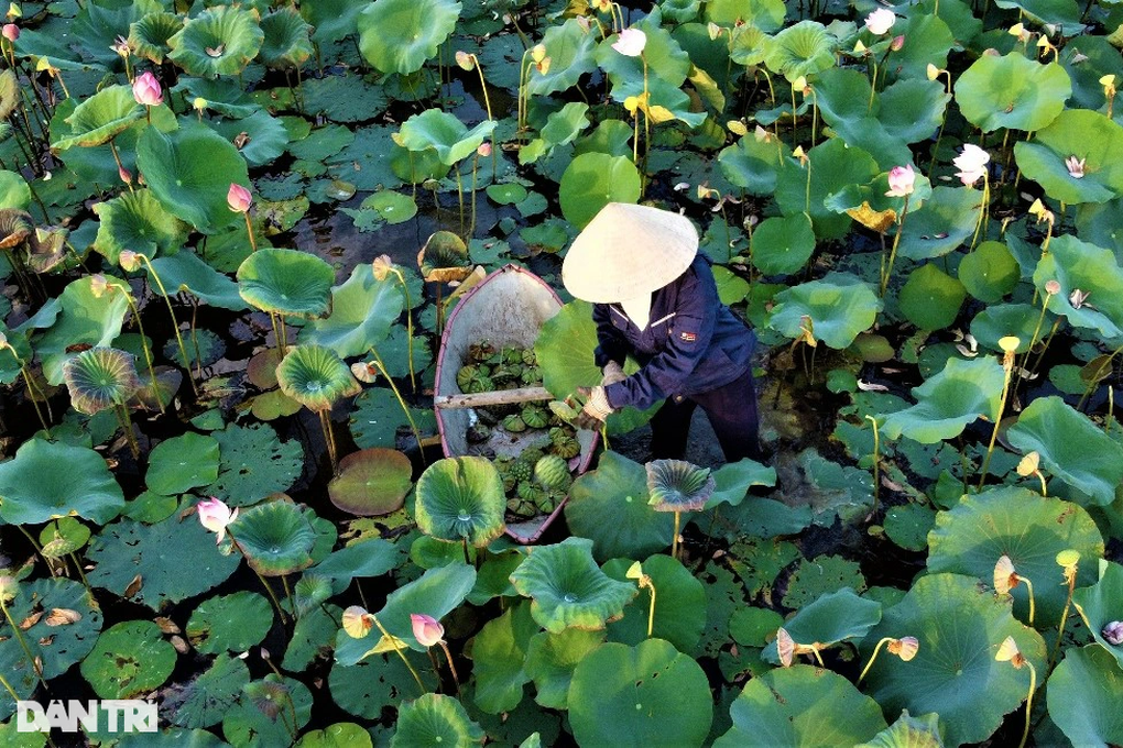 Ngâm mình trong bùn hái đài sen, thu hàng chục triệu đồng - 5 Ngâm mình trong bùn hái đài sen, thu hàng chục triệu đồng - 5
