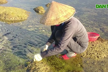 Nghề "cạo tiền" trên đá ở xã đảo Tam Hải