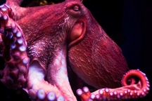 Bạch tuộc thông minh "đáng sợ" vì có một đặc điểm di truyền giống con người