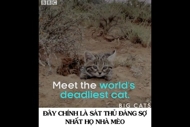 Bạn có tin đây là loài mèo “nguy hiểm nhất hành tinh”.