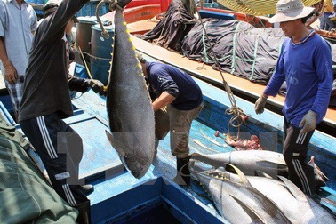 Doanh nghiệp XKLĐ phái cử gần 12.000 thuyền viên làm việc ở tàu cá nước ngoài