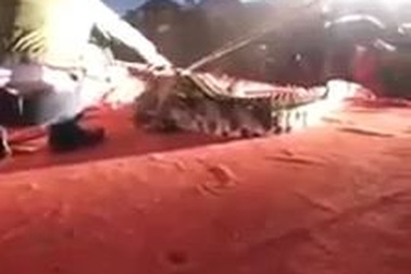 Diễn viên xiếc bị cá sấu cắn vào mặt khi đang biểu diễn