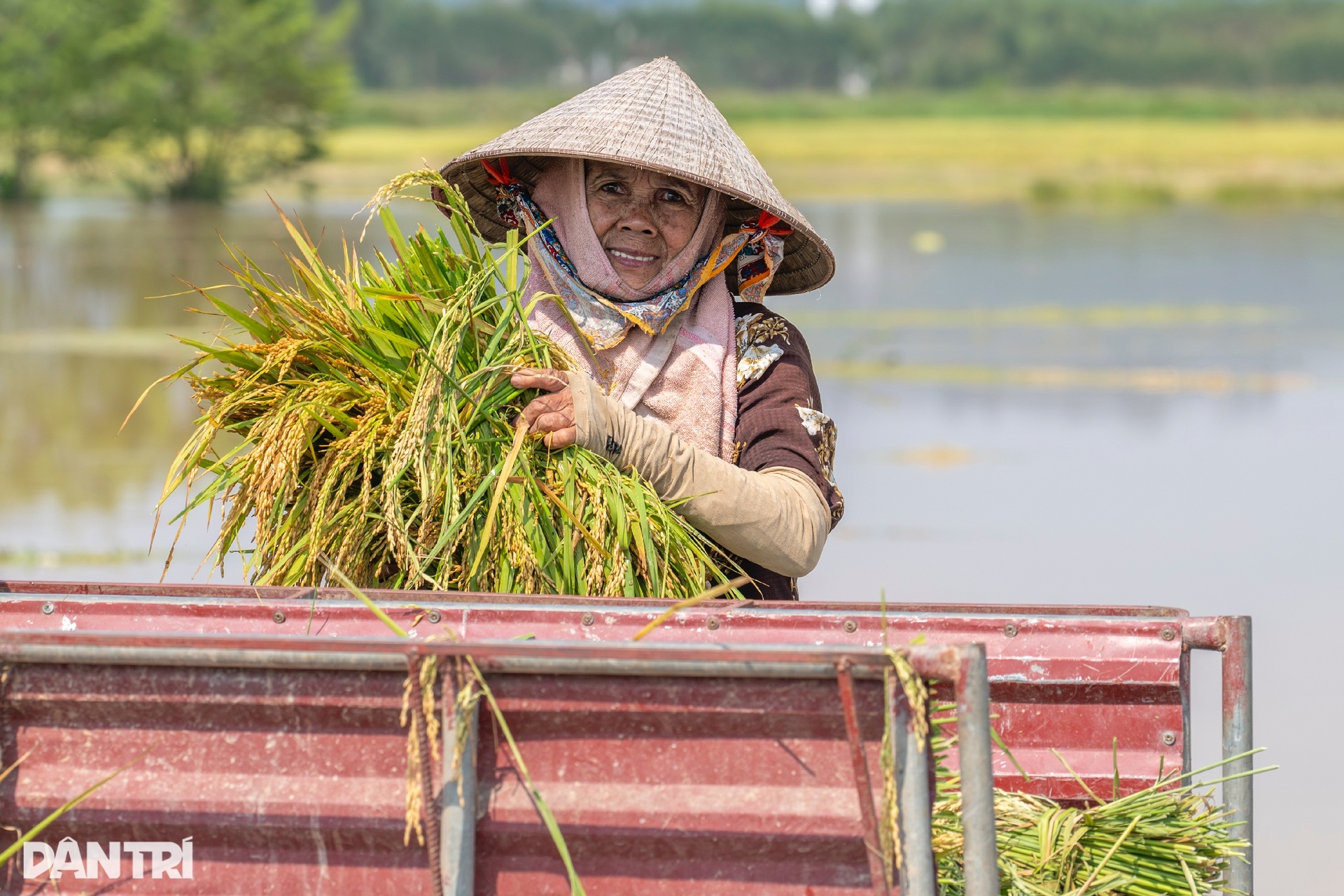 Nông dân Bắc Ninh tất bật gặt lúa non chạy lũ lịch sử - 10 Nông dân Bắc Ninh tất bật gặt lúa non chạy lũ lịch sử - 10