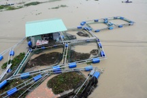 40 lồng cá bị lũ cuốn, phố cổ Hội An khốn đốn vì mưa ngập