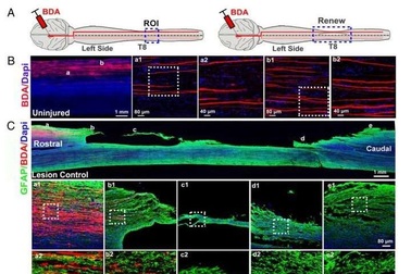 Nghiên cứu phương pháp phục hồi chấn thương cột sống cấp tính ở khỉ