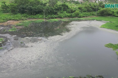 Trại lợn xả thải trực tiếp ra môi trường