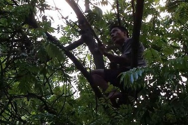Hà Nội: Mưu sinh bằng cách... treo mình lơ lửng trên ngọn cây