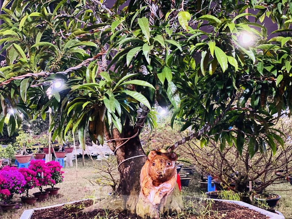 Cây khế 100 tuổi hình đầu chuột có giá nửa tỷ đồng ở Sài Gòn - 8 Cây khế 100 tuổi hình đầu chuột có giá nửa tỷ đồng ở Sài Gòn - 8