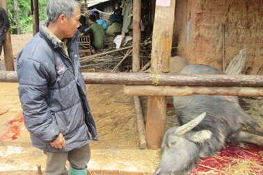 Sét đánh chết cả một đàn trâu trong đêm mưa gió
