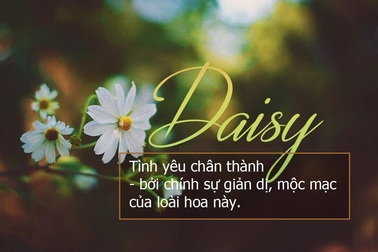 Thán phục trước vẻ đẹp và ý nghĩa của những bông cúc