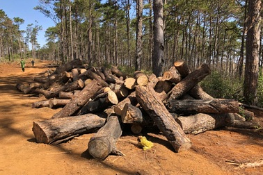 Chủ tịch xã nhận hối lộ để “làm ngơ” việc phá rừng cộng đồng