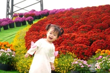 Bán vé ngắm hoa của người khác, anh nông dân thu chục triệu mỗi ngày