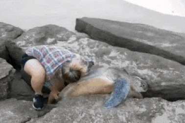 Ấm áp cảnh cặp đôi nỗ lực giải cứu rùa biển khổng lồ bị mắc kẹt giữa hai tảng đá