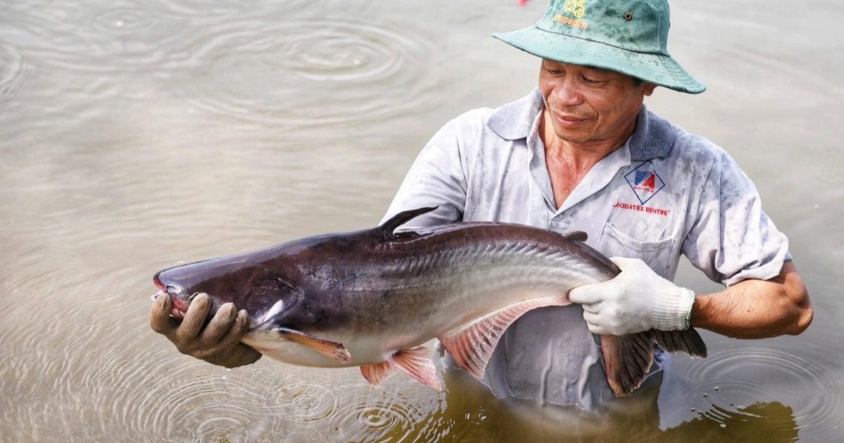 Giá nông sản hôm nay 20/9: Một loại cá được khách Nhật mê, vào chuỗi sushi