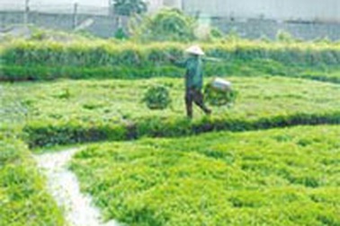 Bắt đầu phun thuốc kích thích trên rau thí nghiệm