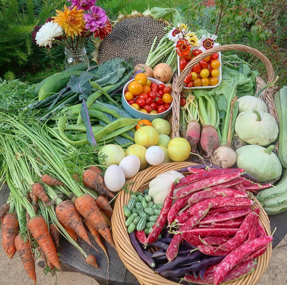 Mãn nhãn vườn sum suê với hàng trăm loại rau trái của cô gái trẻ - 7