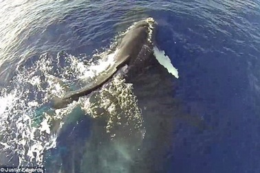 Cảnh tượng kỳ thú cá voi mẹ cõng con “bay” trên mặt nước