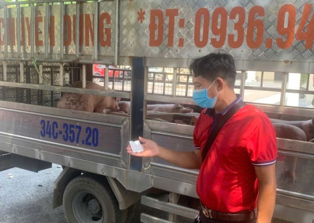 Đàn lợn nhiễm virus dịch tả Châu Phi được đưa về Hải Phòng tiêu thụ - 1 Đàn lợn nhiễm virus dịch tả Châu Phi được đưa về Hải Phòng tiêu thụ