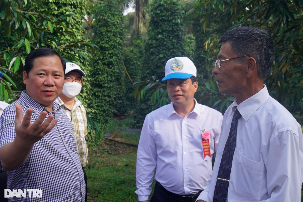 Trồng hồ tiêu nương tựa, lão nông thu tiền tỷ mỗi năm - 4 Trồng hồ tiêu nương tựa, lão nông thu tiền tỷ mỗi năm - 4