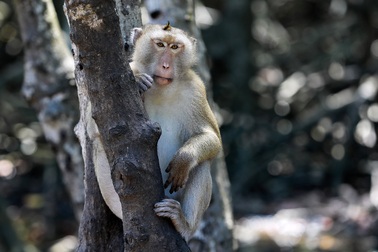 Khám phá vương quốc khỉ ở TP Hồ Chí Minh