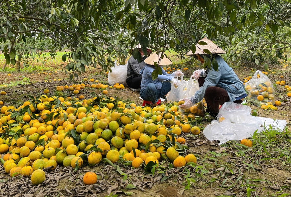 Giá lao dốc, nông dân lo lắng vì quýt đặc sản rụng đầy vườn - 2