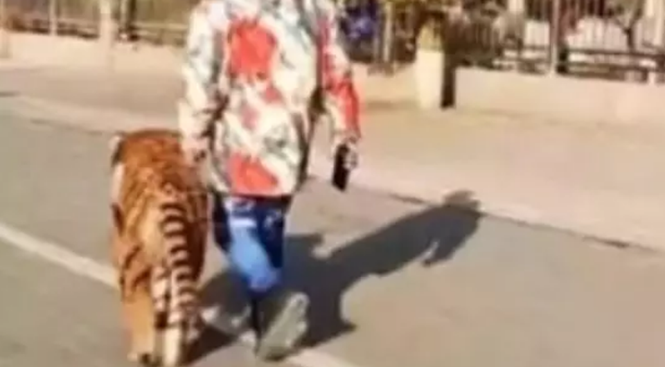 Chó giống hệt hổ tung tăng dạo phố khiến nhiều người giật mình - 1 Chó giống hệt hổ tung tăng dạo phố khiến nhiều người giật mình - 1