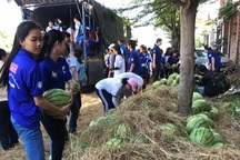 Người Sài Gòn "giải cứu" dưa hấu cho nông dân Quảng Ngãi