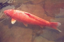 Con cá Koi già nhất thế giới 226 tuổi