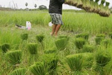 “Vựa lúa của thế giới” cũng... thiếu gạo