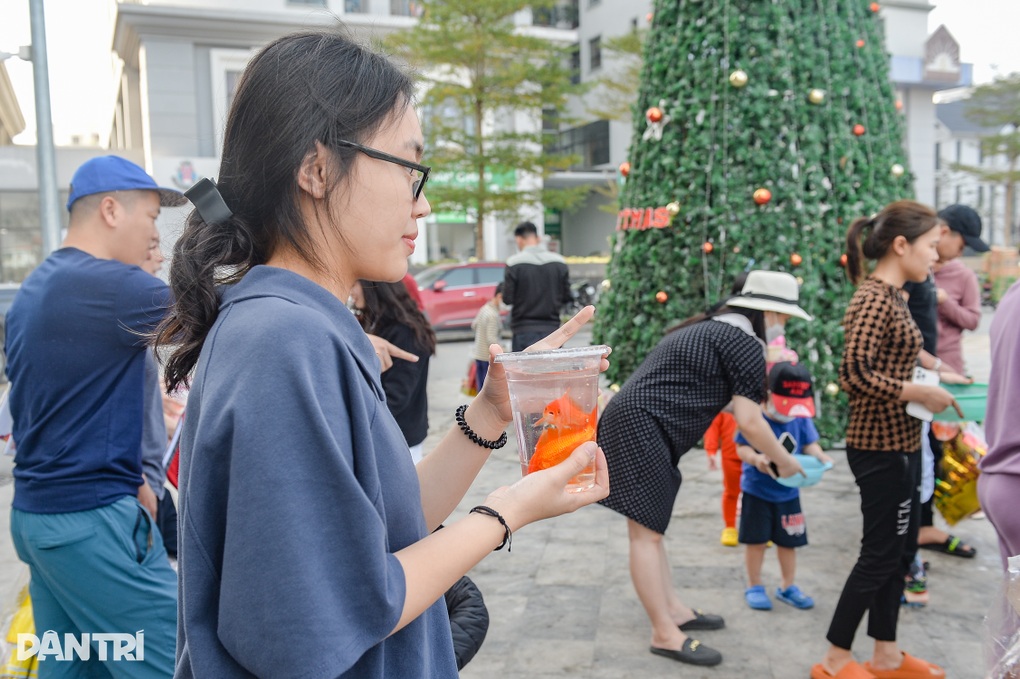 Cá chép đi cầu trượt tiễn ông Công ông Táo về trời ở Hà Nội - 3 Cá chép đi cầu trượt tiễn ông Công ông Táo về trời ở Hà Nội - 3